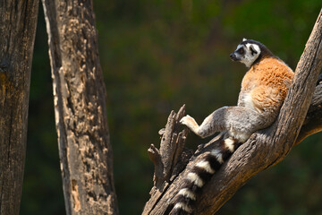 Naklejka premium Lemur catta. Madagascar endemic species in arboreal habitat