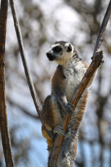 Naklejka premium Male ring-tailed lemur exploring from the heights