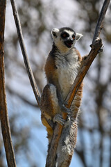 Fototapeta premium Male ring-tailed lemur in its natural habitat among thin branches