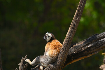 Naklejka premium Portrait of a ring-tailed lemur in a relaxed posture and in profile to the camera, peacefully looking at its surroundings