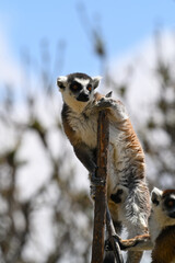 Fototapeta premium Portrait of a male ring-tailed lemur exploring the tree canopy