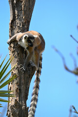 Fototapeta premium Ring-tailed lemur climbing a tree trunk under a clear blue sky