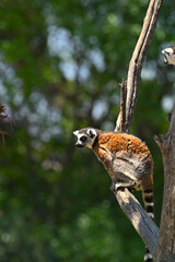 Fototapeta premium Ring-tailed lemur showing alert behavior in its natural environment
