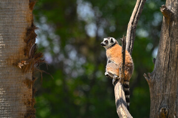 Fototapeta premium Wild lemur on dry wood with blurred green forest background