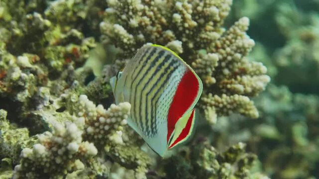 Close up underwater footage capturing the Redback Butterflyfish Chaetodon paucifasciatus gracefully swimming amidst a colorful and thriving coral reef ecosystem in the clear waters of the Red Sea.