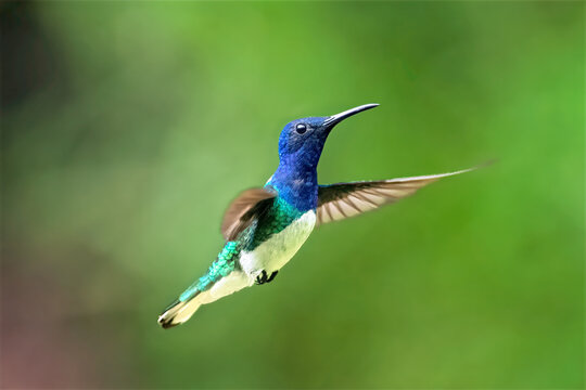 White-necked Jacobin Hummingbird Hovering in Lush Green Habitat