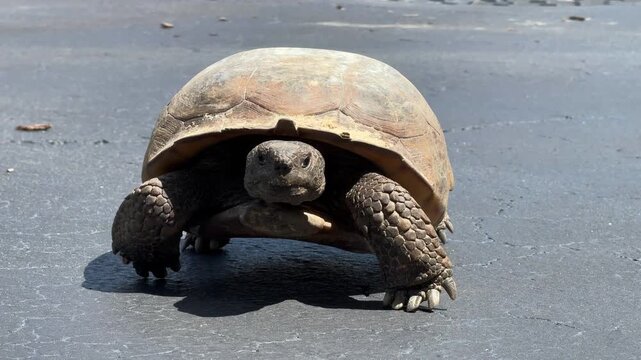 A land tortoise slowly walks across warm asphalt under bright natural sunlight. The wildlife scene highlights reptile behavior, nature, and calm outdoor movement.