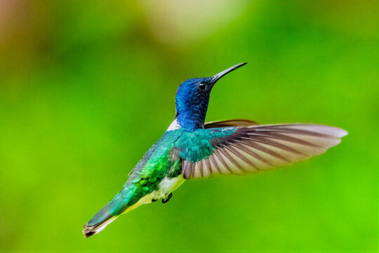 White-necked Jacobin Hummingbird Hovering in Lush Green Habitat