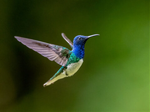 White-necked Jacobin hummingbird in mid-flight with blurred green background