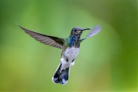 White-necked Jacobin Hummingbird Hovering in Lush Green Habitat