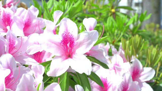 風に揺れるツツジ