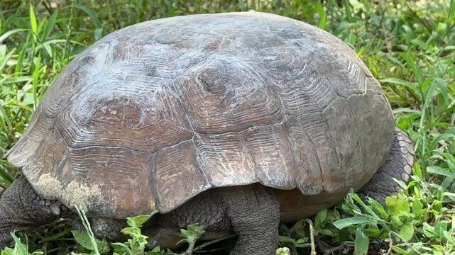 A detailed close view shows the textured head and eye of a land tortoise among green grass. The macro wildlife image emphasizes reptile features, calm behavior, and natural habitat.