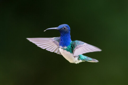 White-necked Jacobin Hummingbird in Midair with Vibrant Plumage Displayed