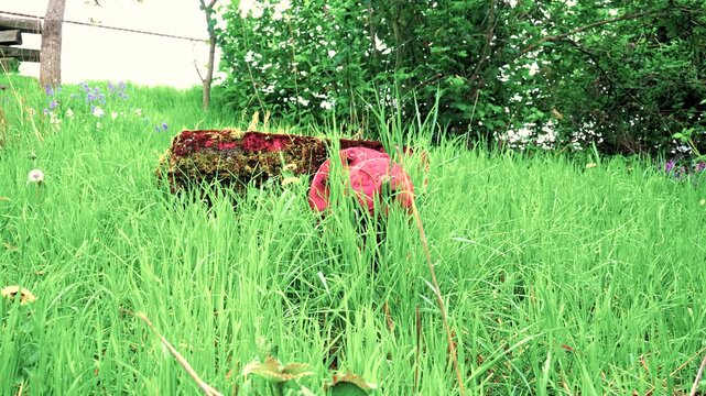 Abandoned red fire hydrant valve and mossy barrier in tall grass