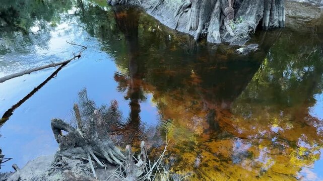 Large cypress tree trunks rise from still dark water in a quiet natural swamp landscape. Clear reflections and earthy textures create a peaceful wilderness nature scene.
