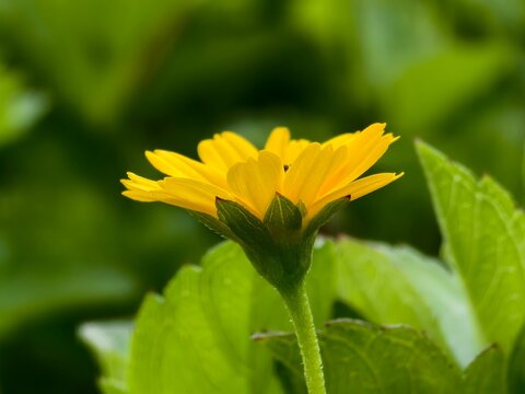wedelia flower with blurred background