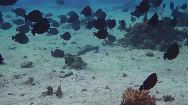 Underwater footage captures a vibrant school of dark colored surgeonfish gracefully navigating a pristine coral reef ecosystem. The fish swim in unison over a sandy ocean floor dotted with various cor