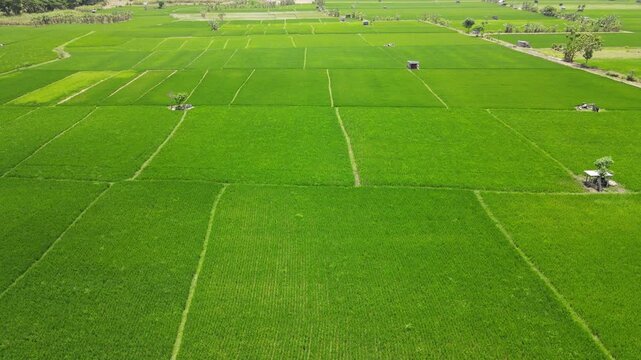 Aerial view of vast lush green rice fields divided into rectangular plots with small wooden huts under bright daylight in Madiun, East Java, Indonesia.
