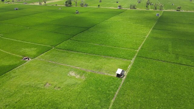 Aerial view of vibrant green rice paddy fields with a small wooden hut and narrow irrigation paths under bright daylight in Madiun, East Java, Indonesia.