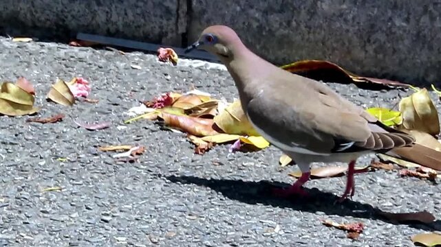 white-winged dove
