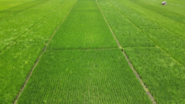 Aerial view of vibrant green rice fields arranged in symmetrical rows in Madiun, East Java, Indonesia.
