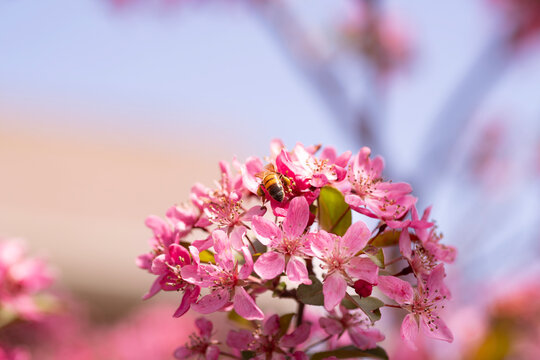 Pink cherry blossom - bee