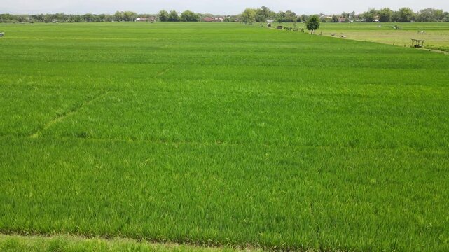 Aerial view of lush green rice fields with narrow dirt paths and irrigation channels under bright daylight in Madiun, East Java, Indonesia.
