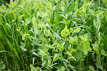 Fototapeta premium Peas and Oats Mix Cover Crop Growing in Garden Bed