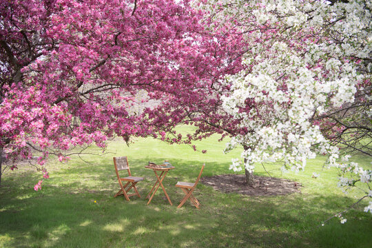 Picnic under cherry blossom tree 