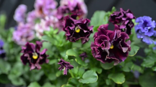 Close up of Japanese Pansies Growing Outside