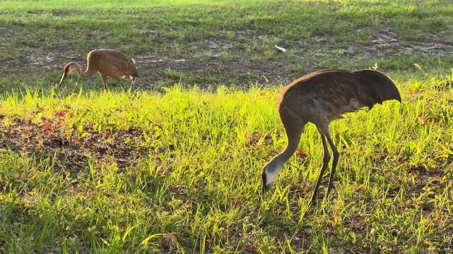 Wild sandhill cranes search for food in bright grassy ground under warm evening sunlight. Natural wildlife behavior and soft golden light create a peaceful outdoor nature scene.