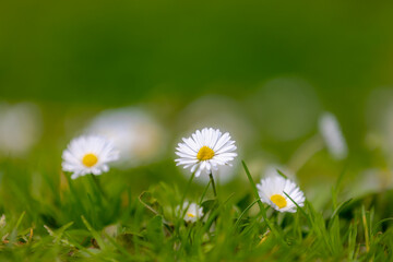 Selective focus of flower Bellis perennis with green grass, Common European species of daisy the family Asteraceae, Small flower of Madeliefje is blooming in the green meadow, Nature floral background © Sarawut