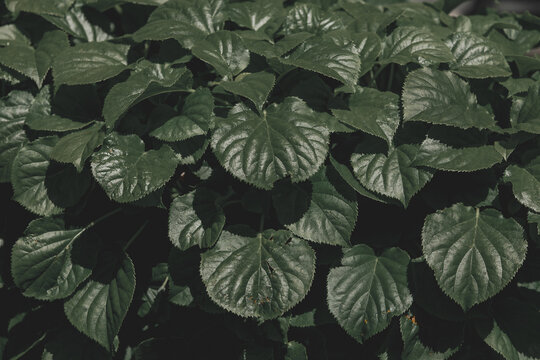 Selective focus of dark green leaves in the garden, Hydrangea macrophylla is a species of flowering plant in the family of Hydrangeaceae, Natural leaf pattern texture, Greenery background