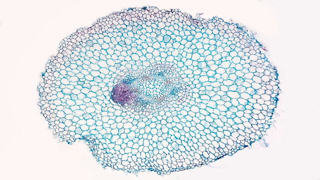 A cross-section of Helianthus root reveal new root branch