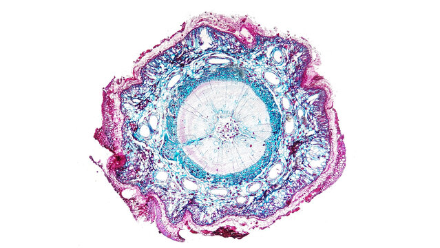 Pine stem histology section under the microscope. Gymnospermae stem section