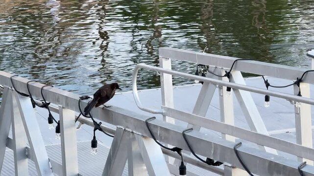 A small brown water bird stands on a silver dock structure above rippling river reflections. Decorative string lights and soft movement create a calm waterfront detail scene.