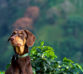 Portrait of a green eyes doberman looking up with a coffee bush and a green blurry background. © nic