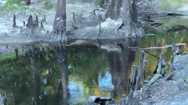 Still dark water reflects tall cypress trunks and exposed roots in a peaceful forest wetland. Natural textures, greenery, and calm atmosphere highlight untouched Florida wilderness.