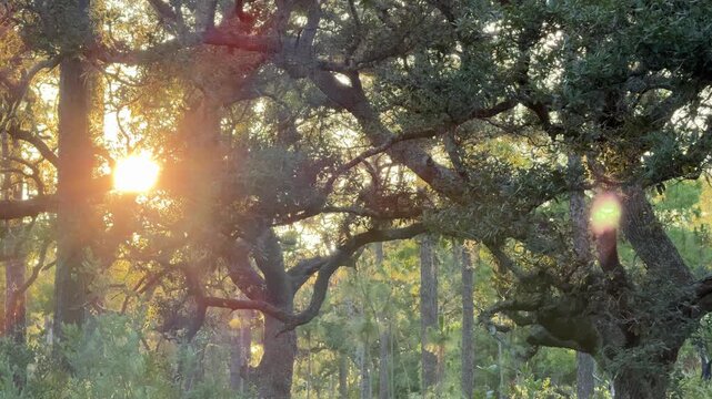 Warm golden sunlight illuminates dense green vegetation and a large twisting oak tree in a natural woodland setting. The peaceful forest atmosphere highlights untouched Florida wilderness and rich