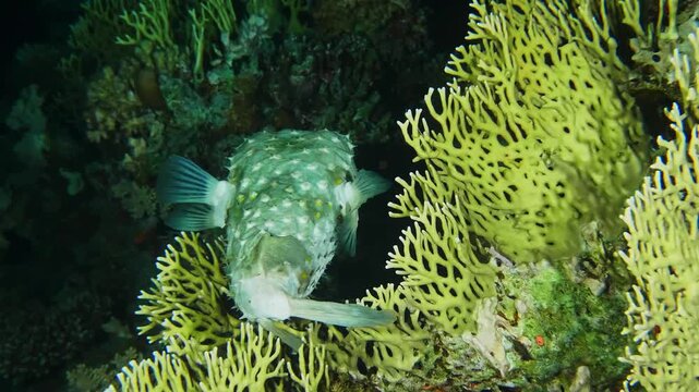 underwater footage showcasing a Spotbase Burrfish Cyclichthys spilostylus gracefully navigating a vibrant coral reef.