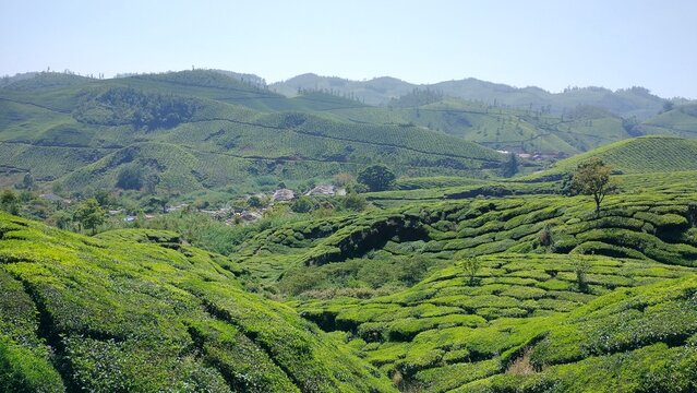 Small village settlement nestled in a valley surrounded by vibrant green tea plantations in the Munnar mountains, Kerala, India.