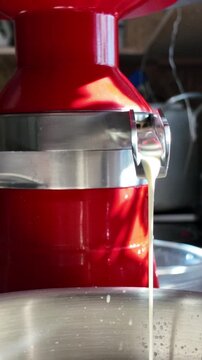 Close-up of thick cream flowing from milk separator into pot, showing traditional dairy processing. Food production, farming and fresh cream concept.