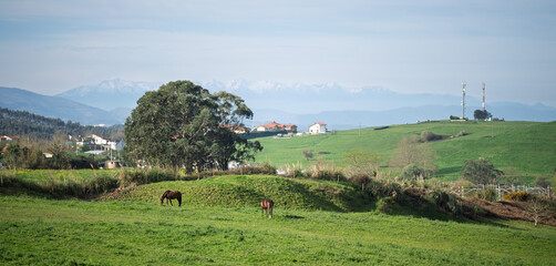 Horses Grazing in Green Countryside With Distant Mountains © Vjom
