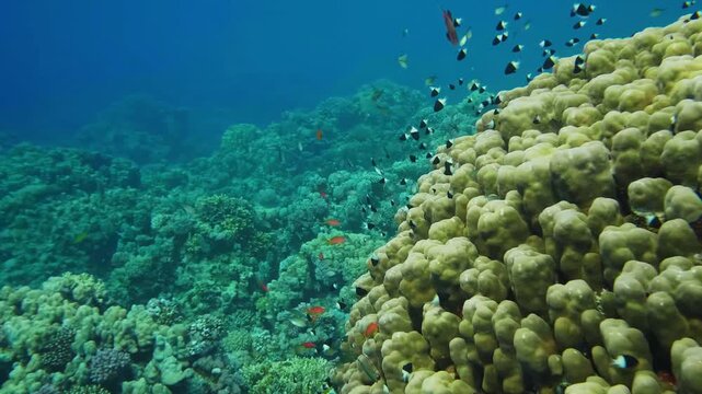 underwater scene showcasing a thriving coral reef. Tropical fish in various colors and sizes gracefully swim and feed amidst a large colony of healthy Porites coral, illuminated by natural sunlight fi