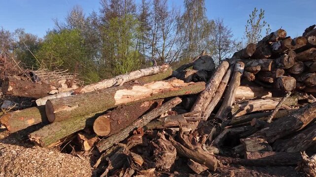 Stack of cut diseased tree trunks after park maintenance. Logs from unhealthy trees form a large pile near a forest clearing in spring.