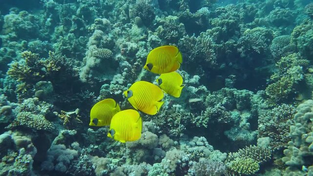 Underwater footage captures a group of bright yellow Bluecheek Butterflyfish Chaetodon semilarvatus gracefully swimming amidst a colorful and healthy coral reef.