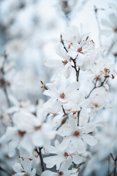 White Magnolia