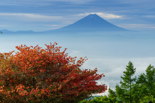 Mount Fuji and vibrant Japanese azaleas (Renge Tsutsuji) blooming in early summer from Mount Amari, Yamanashi, Japan.