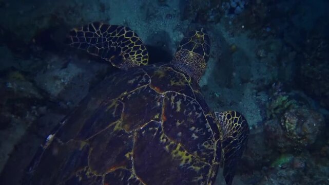 Close up footage of a critically endangered Hawksbill sea turtle Eretmochelys imbricata gracefully swimming over a vibrant coral reef in clear, blue tropical waters.