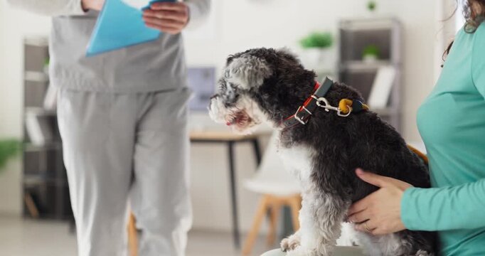 Veterinarian examines schnauzer dog during clinic consultation. Owner soothes the pet while the doctor plans a routine checkup for the appointment. Warm concept of professional pet healthcare.